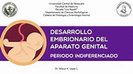 Embriología del aparato reproductor, periodo indiferenciado. Dra ...