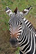 File:Zebra portrait.jpg - Wikipedia
