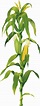 Corn Stalk Png - PNG Image Collection