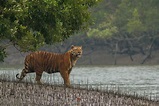 Sundarbans Wallpapers - Wallpaper Cave