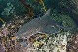 Spotted Gully Shark - Triakis megalopterus