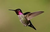 Anna's hummingbird - Wikipedia