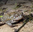 Sonoric desert toad: The slime as a drug threatens the animal species ...