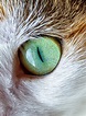 Cat Eye Free Stock Photo - Public Domain Pictures