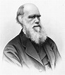 Charles Robert Darwin N(1809-1882) English Naturalist Steel Engraving ...
