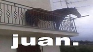 Juan horse( juan meme caballo) juan the horse balcony - YouTube