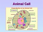 Animal Cell Structure And Function Diagram - kulturaupice