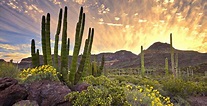 The Sonora Desert - Good Trip