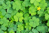 Fun Four Leaf Clover Facts for St. Patrick's Day | Petal Talk
