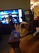 Oberon watching tv | Bulldog, Animals, Dogs