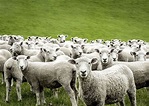 Comment faire de l’engraissement des moutons une branche rentable ...