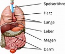 Die Organsysteme des Menschen - Überblick und Gesunderhaltung online lernen