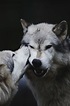 limeflavored | Wolf dog, Wolf love, Cute animals