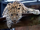 File:Leopard in the Colchester Zoo.jpg - Wikipedia