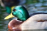 Drake Duck Water Bird - Free photo on Pixabay - Pixabay