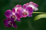 orchidea - Il pane & le rose