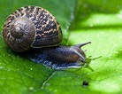 helix aspersa (garden snail) | Helix aspersa, known by the c… | Flickr
