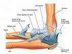 Ligamentos do cotovelo ilustração do vetor. Ilustração de ossos - 24379412