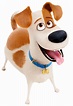 Image - Happy max.png | The Secret Life of Pets Wiki | FANDOM powered ...