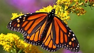 Monarch Butterfly Wallpaper (64+ pictures)