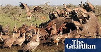 The week in wildlife - in pictures | Environment | The Guardian