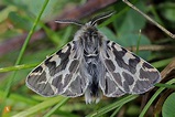 Bärenspinner Ocnogyna boeticum Männchen Bild bestellen - Naturbilder ...