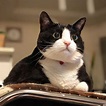 日本呆萌黑白貓體型超巨大 網友驚：比橘貓還猛！ | 寵毛網 | NOWnews今日新聞