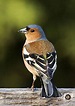 Finch - Wikipedia