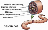 DICCIONARIO DE BIOLOGIA: ¿QUÉ ES CELOMA?