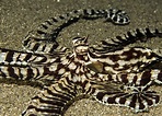 Marinelife/12_Thaumoctopus_mimicus_(Mimic_Octopus)