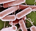 Bacillus subtilis, SEM - Stock Image - C043/5825 - Science Photo Library