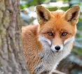 The red fox is typically active at dusk (crepuscular) or at night ...