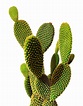 Cactus PNG image transparent image download, size: 771x983px