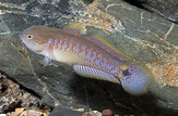 Peacock Gudgeon Florida - LARGE - Bluegrassaquatics.com