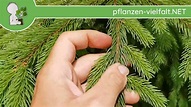 Gemeine Fichte - Nadeln - 10.05.18 (Picea abies) - Bäume (Blätter ...