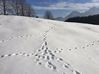 Tierspuren im Schnee folgen - SalzburgerLand Magazin