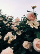 Light Pink Roses Tumblr Background