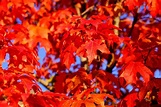13 Beautiful Species of Maple Trees