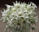 A Passion for Flowers: Flannel Flowers: A Symbol of Purity