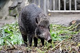 豬年生肖營 到動物園體驗照顧豬寶寶 | 台灣動物新聞網
