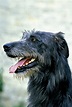 Irish Wolfhound Dog Breed Information & Characteristics | Daily Paws