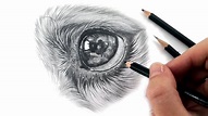 How To Draw A Realistic Dog Eye Step By Step / Fill in the eyebrows as ...