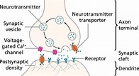 Pitt Medical Neuroscience | Synaptic Transmission