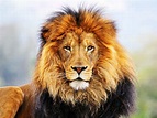 60+ Roaring Lion