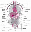 Gewebe und Organe - Grundlagen - MSD Manual Ausgabe für Patienten Human ...