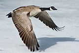 File:Canada-Goose-Szmurlo.jpg - Wikipedia