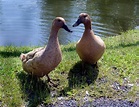 Duck Breeds: 14 Breeds YOU Could Own and Their Facts at a Glance