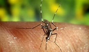 Anoph. quadrimaculatus | Scientists Against Malaria