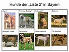 PPT - Gibt es einen Kampfhund? PowerPoint Presentation, free download ...