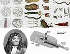 😝 Where did anton van leeuwenhoek work. Antonie van Leeuwenhoek summary ...